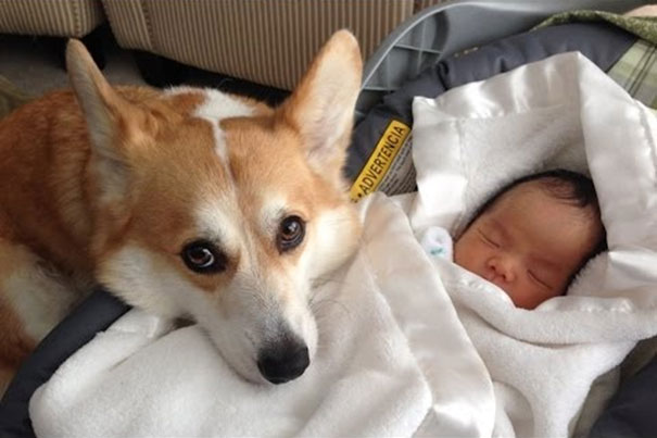 Σκύλοι προστατεύουν μωρά
