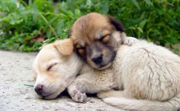 Σκύλοι στις πιο ασυνήθιστες στάσεις ύπνου (21)