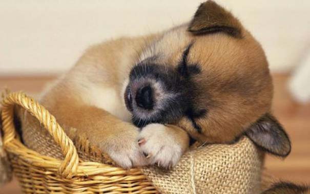 Σκύλοι στις πιο ασυνήθιστες στάσεις ύπνου (22)