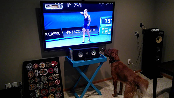 Αυτός ο σκύλος πραγματικά λατρεύει το Tennis