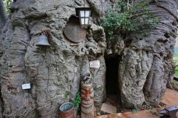 Στο εσωτερικό ενός ζωντανού δέντρου 6.000 ετών (2)