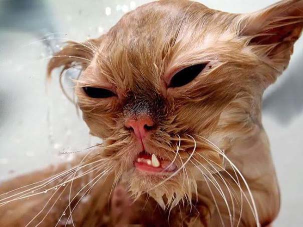 Φωτογραφίες που αποδεικνύουν πως οι γάτες μισούν το μπάνιο (3)