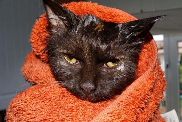 Φωτογραφίες που αποδεικνύουν πως οι γάτες μισούν το μπάνιο (4)