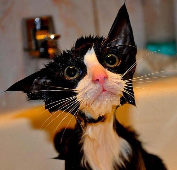Φωτογραφίες που αποδεικνύουν πως οι γάτες μισούν το μπάνιο (8)
