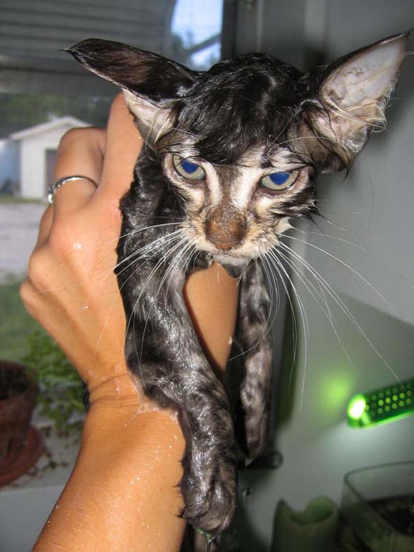 Φωτογραφίες που αποδεικνύουν πως οι γάτες μισούν το μπάνιο (9)
