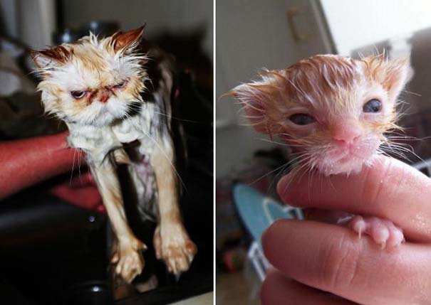 Φωτογραφίες που αποδεικνύουν πως οι γάτες μισούν το μπάνιο (10)