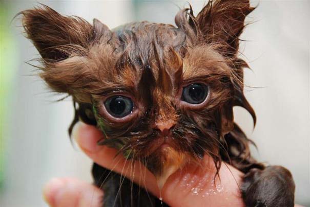 Φωτογραφίες που αποδεικνύουν πως οι γάτες μισούν το μπάνιο (11)
