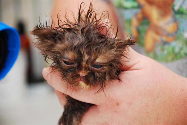 Φωτογραφίες που αποδεικνύουν πως οι γάτες μισούν το μπάνιο (12)