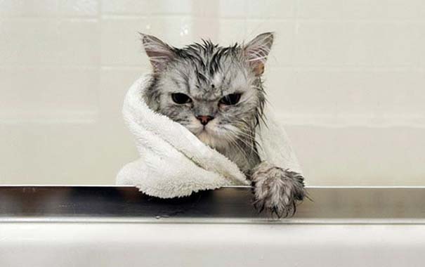Φωτογραφίες που αποδεικνύουν πως οι γάτες μισούν το μπάνιο (13)