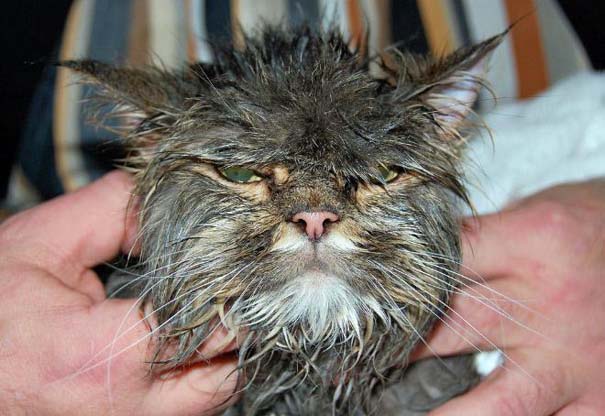 Φωτογραφίες που αποδεικνύουν πως οι γάτες μισούν το μπάνιο (14)