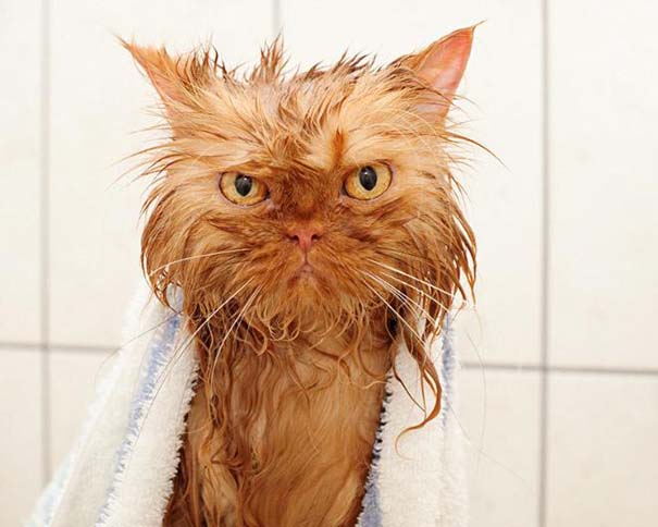 Φωτογραφίες που αποδεικνύουν πως οι γάτες μισούν το μπάνιο (16)