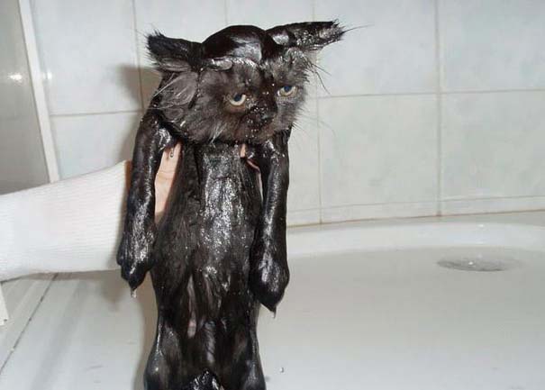 Φωτογραφίες που αποδεικνύουν πως οι γάτες μισούν το μπάνιο (17)