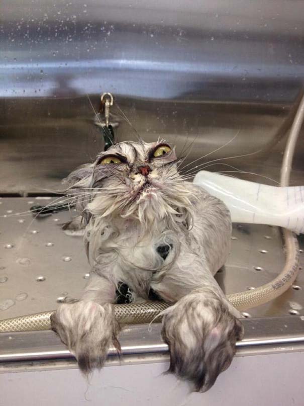 Φωτογραφίες που αποδεικνύουν πως οι γάτες μισούν το μπάνιο (19)