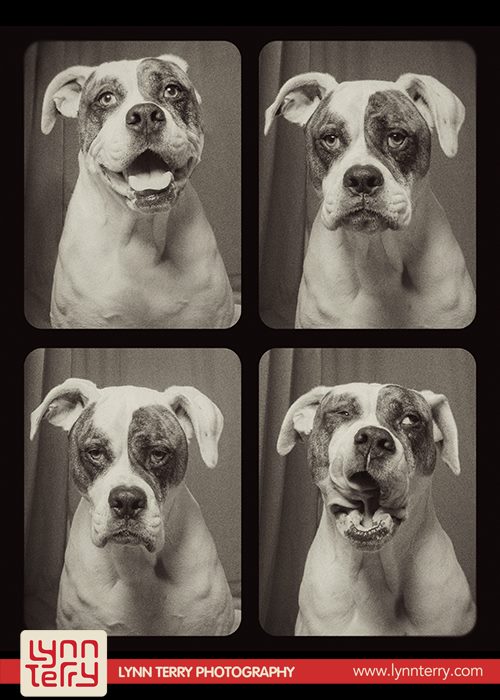 skyloi se fwtografiko thalamo 02 10 ξεκαρδιστικές φωτογραφίσεις σκύλων σε φωτογραφικό θάλαμο
