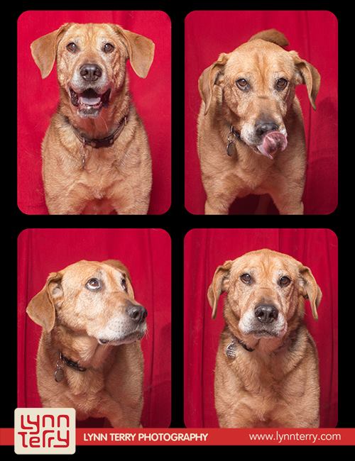 skyloi se fwtografiko thalamo 09 10 ξεκαρδιστικές φωτογραφίσεις σκύλων σε φωτογραφικό θάλαμο