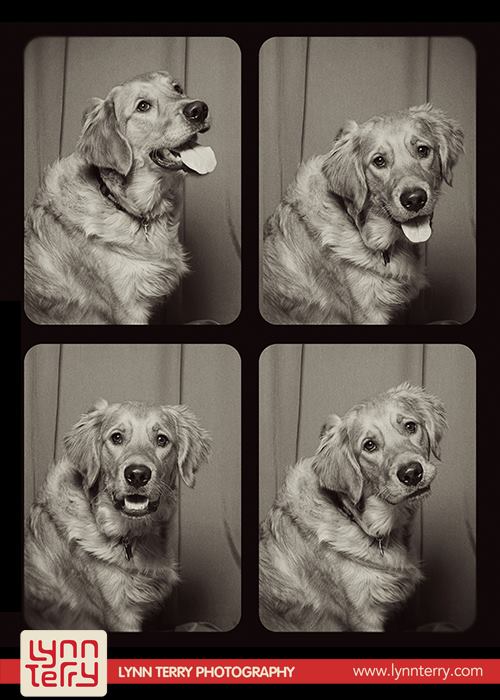 skyloi se fwtografiko thalamo 10 10 ξεκαρδιστικές φωτογραφίσεις σκύλων σε φωτογραφικό θάλαμο