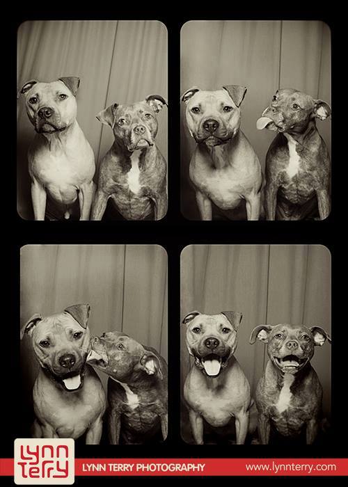 skyloi se fwtografiko thalamo 11 10 ξεκαρδιστικές φωτογραφίσεις σκύλων σε φωτογραφικό θάλαμο