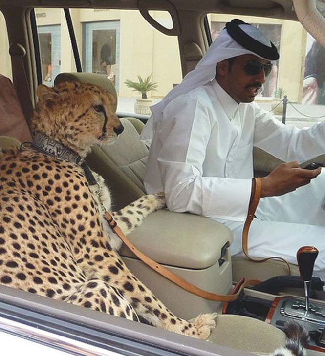 Ζωή πλουσίων στο Ντουμπάι (2)