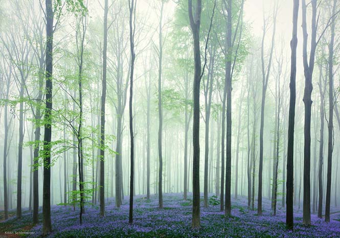 Το εκπληκτικό Μπλε Δάσος του Βελγίου (2)
