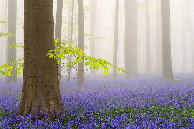 Το εκπληκτικό Μπλε Δάσος του Βελγίου (4)