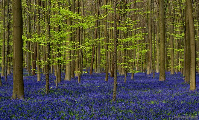 Το εκπληκτικό Μπλε Δάσος του Βελγίου (5)