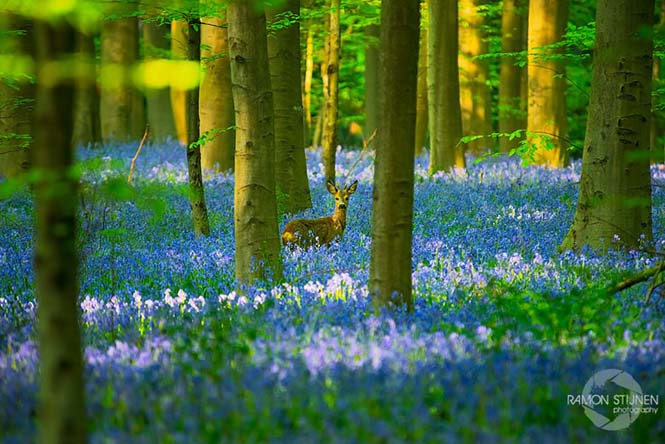 Το εκπληκτικό Μπλε Δάσος του Βελγίου (6)