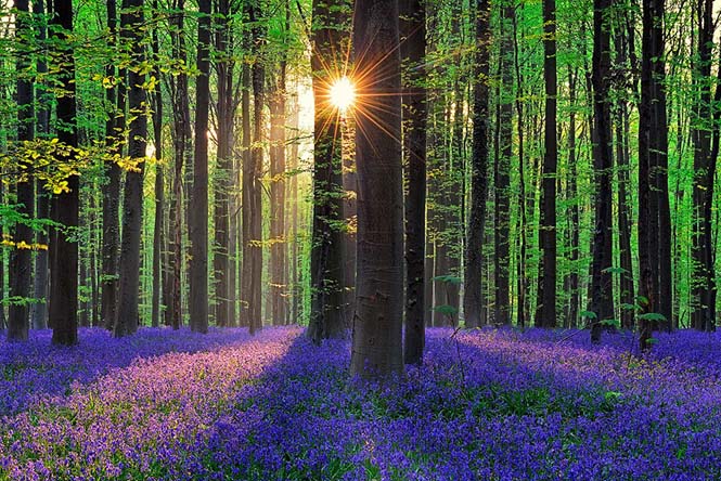 Το εκπληκτικό Μπλε Δάσος του Βελγίου (7)