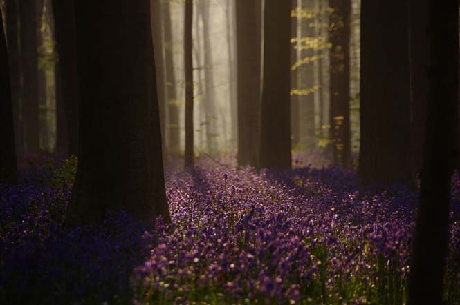 Το εκπληκτικό Μπλε Δάσος του Βελγίου (8)