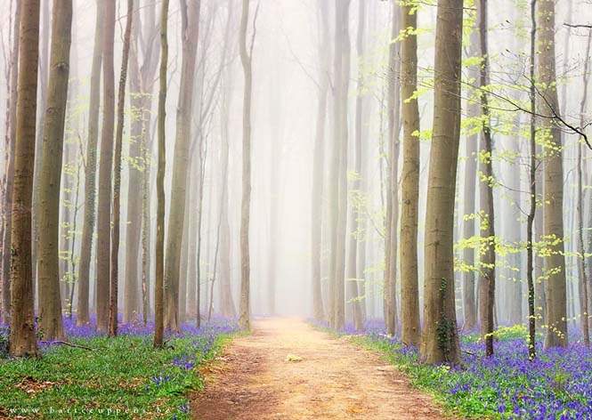 Το εκπληκτικό Μπλε Δάσος του Βελγίου (12)