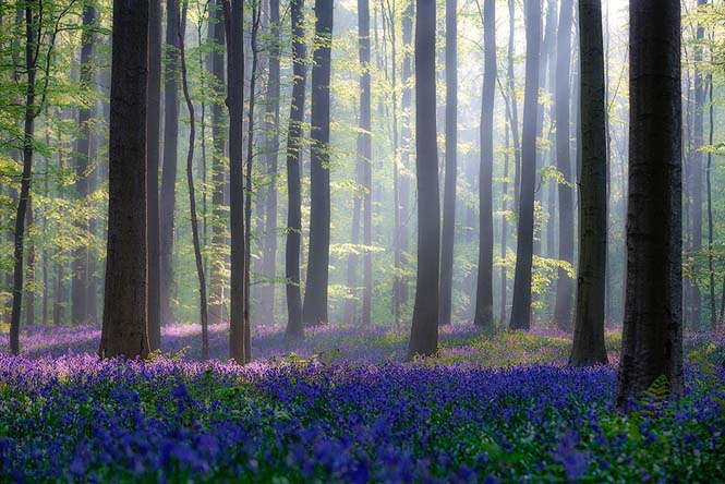 Το εκπληκτικό Μπλε Δάσος του Βελγίου (14)