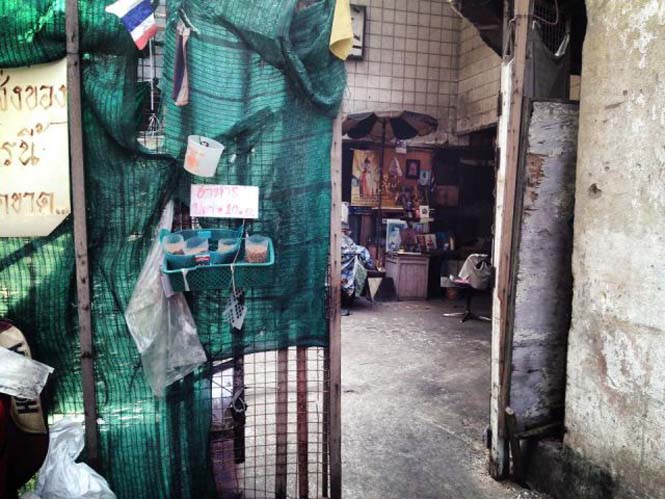 Εγκαταλελειμμένο εμπορικό κέντρο στην Μπανγκόκ απέκτησε τους πιο παράξενους νέους κατοίκους