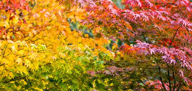 Όλο το χρωματικό φάσμα του Φθινοπώρου σε εντυπωσιακές φωτογραφίες (25)
