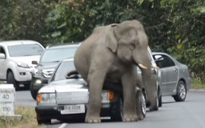 Ελέφαντας έσπειρε τον πανικό συνθλίβοντας αυτοκίνητα