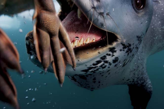 Εκπληκτικές φωτογραφίες της άγριας ζωής από τον Paul Nicklen (4)