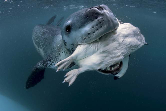 Εκπληκτικές φωτογραφίες της άγριας ζωής από τον Paul Nicklen (7)