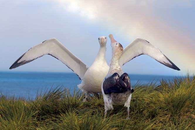 Εκπληκτικές φωτογραφίες της άγριας ζωής από τον Paul Nicklen (9)