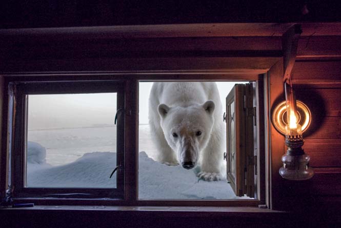 Εκπληκτικές φωτογραφίες της άγριας ζωής από τον Paul Nicklen (11)