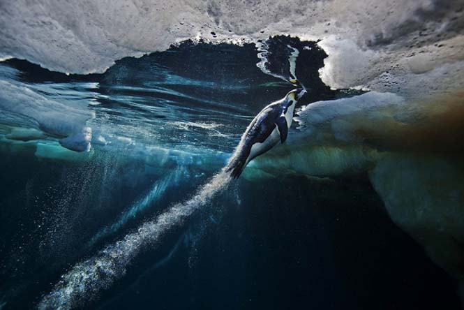 Εκπληκτικές φωτογραφίες της άγριας ζωής από τον Paul Nicklen (18)