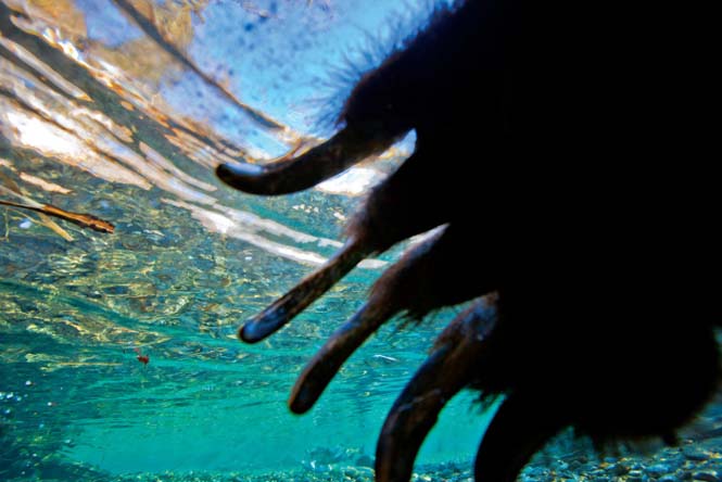 Εκπληκτικές φωτογραφίες της άγριας ζωής από τον Paul Nicklen (21)