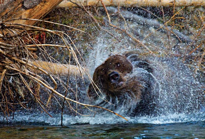 Εκπληκτικές φωτογραφίες της άγριας ζωής από τον Paul Nicklen (22)