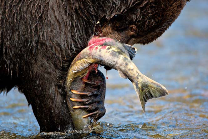 Εκπληκτικές φωτογραφίες της άγριας ζωής από τον Paul Nicklen (23)