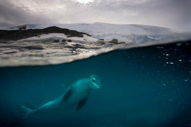Εκπληκτικές φωτογραφίες της άγριας ζωής από τον Paul Nicklen (25)