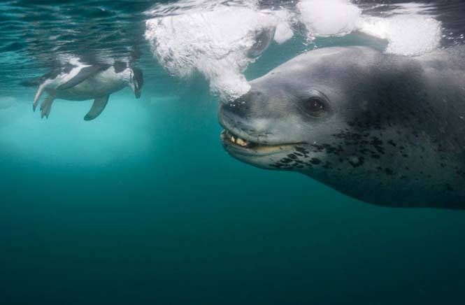 Εκπληκτικές φωτογραφίες της άγριας ζωής από τον Paul Nicklen (27)