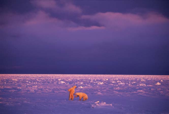 Εκπληκτικές φωτογραφίες της άγριας ζωής από τον Paul Nicklen (5)