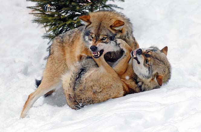 Εκπληκτικές φωτογραφίες λύκων (6)