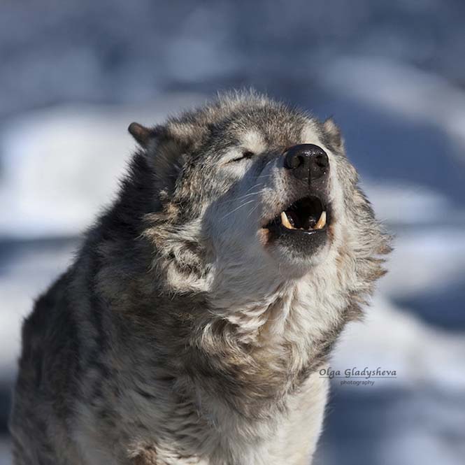 Εκπληκτικές φωτογραφίες λύκων (8)
