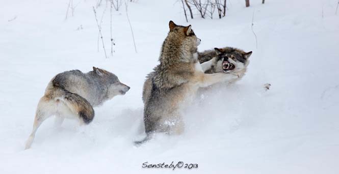 Εκπληκτικές φωτογραφίες λύκων (12)