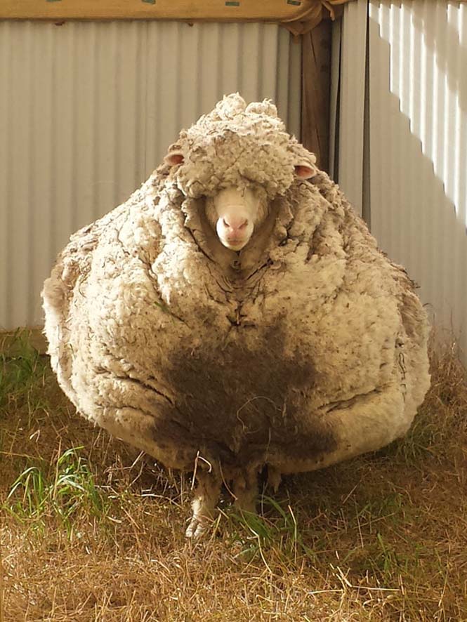 Αυτό συμβαίνει όταν ένα πρόβατο δεν κουρευτεί για 5 χρόνια (3)