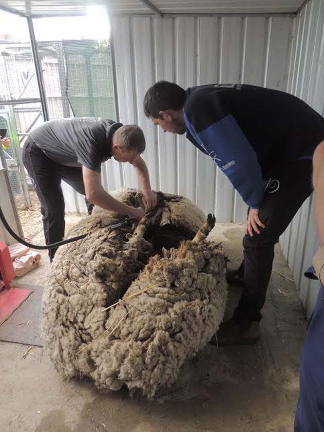 Αυτό συμβαίνει όταν ένα πρόβατο δεν κουρευτεί για 5 χρόνια (6)