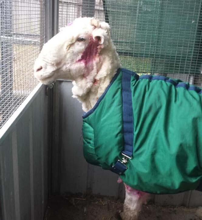 Αυτό συμβαίνει όταν ένα πρόβατο δεν κουρευτεί για 5 χρόνια (11)